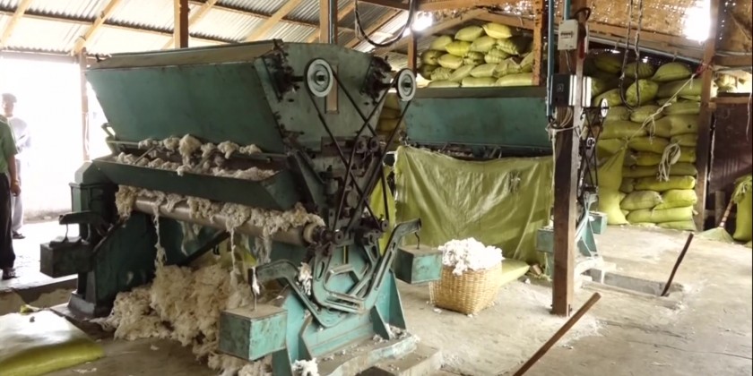 Rural Development: Efforts for cotton cultivation and production ...