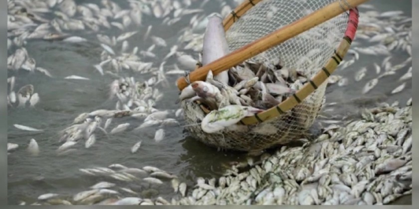 Marine Resource Preservation: Above and under water fish have been ...