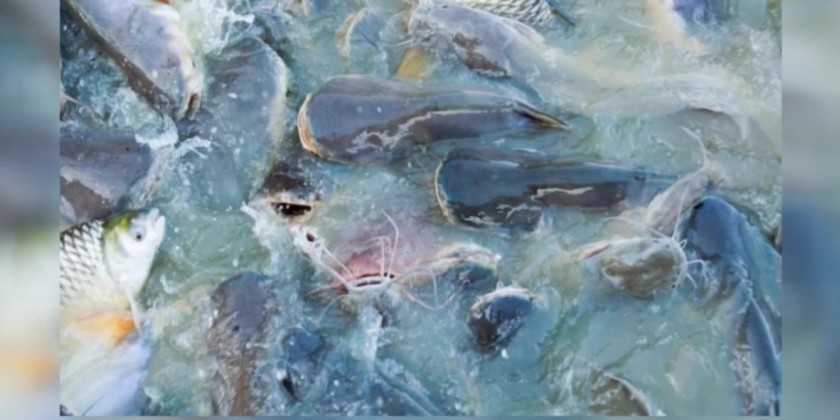 Marine Resource Preservation: Above and under water fish have been ...