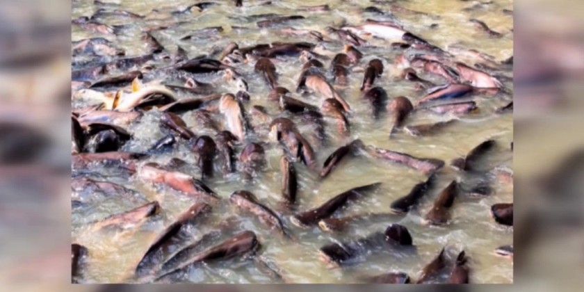 Marine Resource Preservation: Above and under water fish have been ...