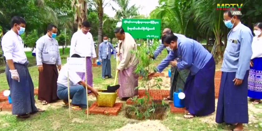 Monsoon tree growing: MoEA grows trees and adds fingerlings | Myanmar ...