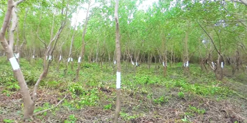 Inspection of Mangrove Plantations: MoNREC UM inspected mangrove ...