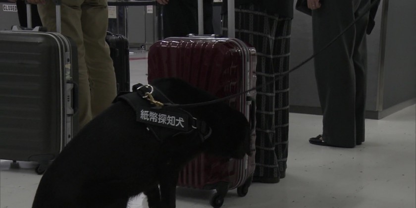 Japan introduces dogs to sniff out illegal cash at airports | Myanmar ...