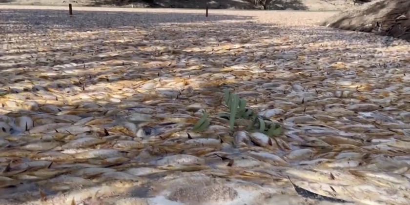 Millions of rotting fish to be removed from outback river | Myanmar ...