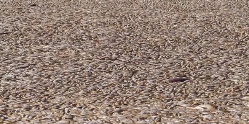 Millions of rotting fish to be removed from outback river | Myanmar ...