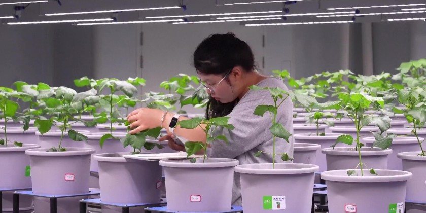 Chinese scientists use AI in rice seed breeding | Myanmar International TV