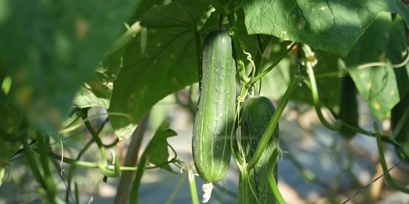 Chinese scientists use AI in rice seed breeding | Myanmar International TV