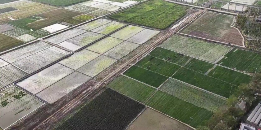 Chinese scientists use AI in rice seed breeding | Myanmar International TV