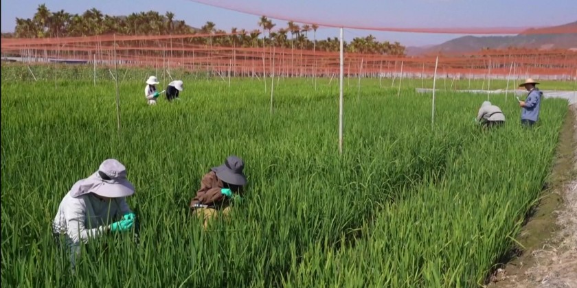 Chinese scientists use AI in rice seed breeding | Myanmar International TV