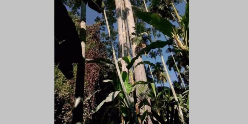 Over 100-year-old trees: 100-year-old Thabyay and Kanyin trees found ...