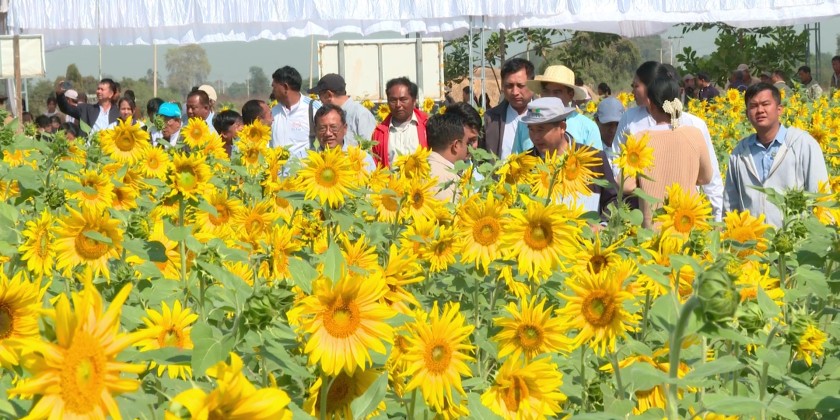 Seed Production by Farmers : MoALI DM attends the field demonstration ...