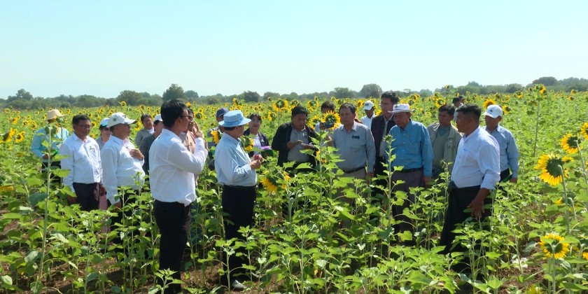 Seed Production by Farmers : MoALI DM attends the field demonstration ...