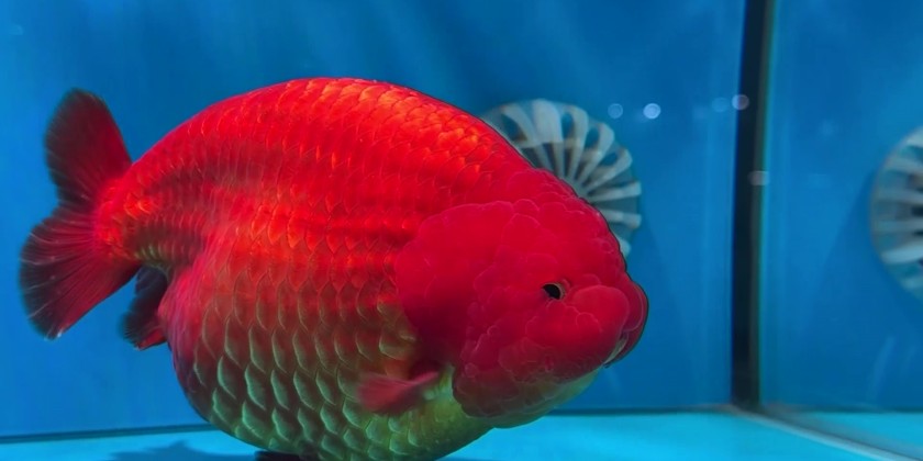 Fuzhou holds goldfish competition | Myanmar International TV
