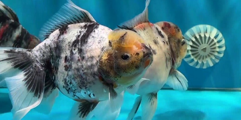 Fuzhou holds goldfish competition | Myanmar International TV