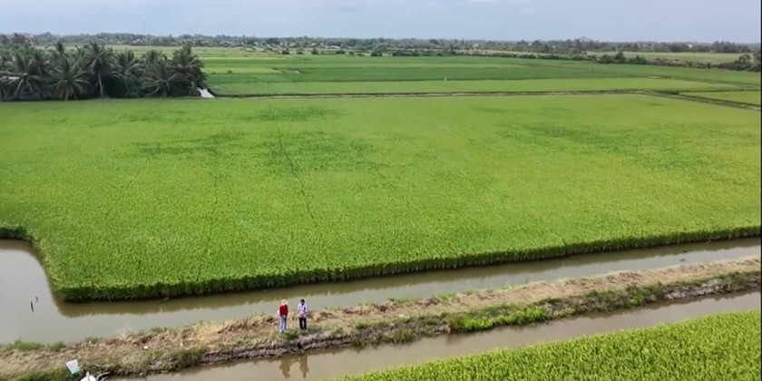 A competitive advantage for Viet Nam rice industry’s green rice ...