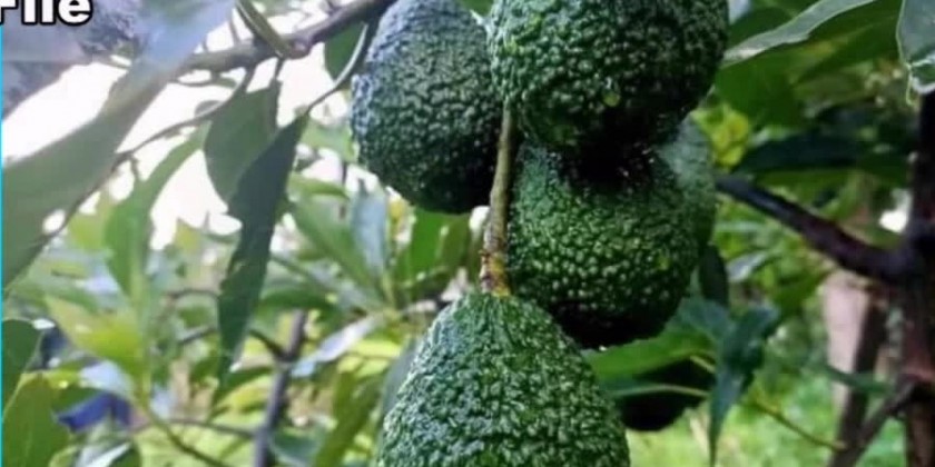 Myanmar Avocado Export: About 100 tonnes of Hass avocado exported to ...