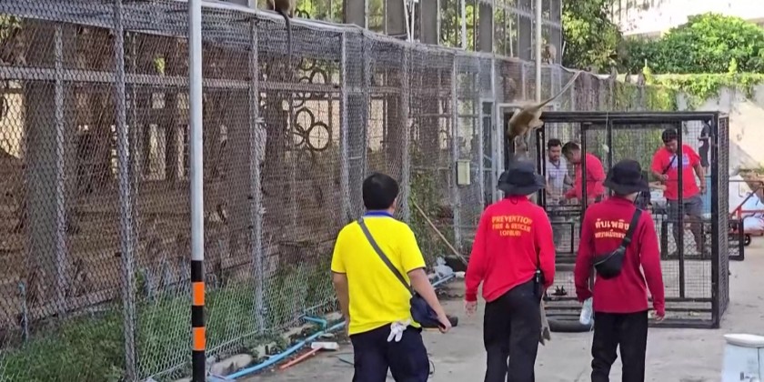 Around 200 monkeys break out of enclosure in central Thailand | Myanmar ...
