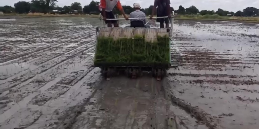 Monsoon Paddy Plantation : Cultivating over 40,000 acres in 2023 ...