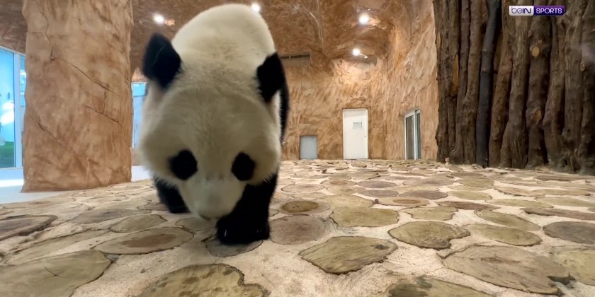 Panda predicts Argentina to win semi-final against Croatia | Myanmar ...