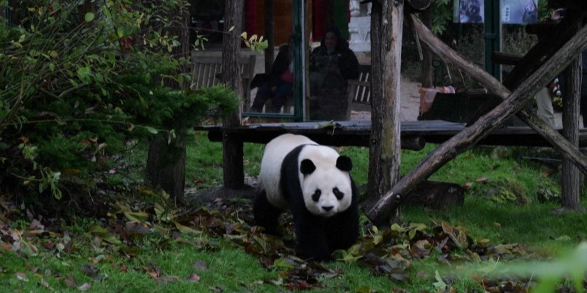 French zoo returns poorly panda and partner to China | Myanmar ...