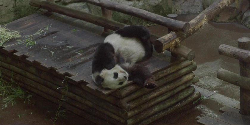 French zoo returns poorly panda and partner to China | Myanmar ...