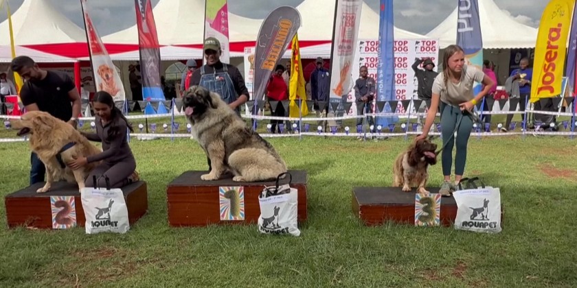 Four-legged models strut their stuff at 'Pawchella' dog show in Nairobi ...
