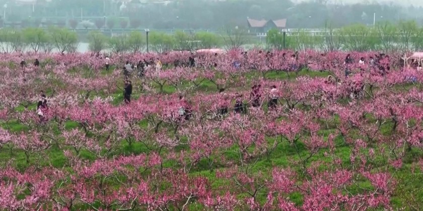 Springtime flower-viewing tours emerged as a major attraction | Myanmar ...