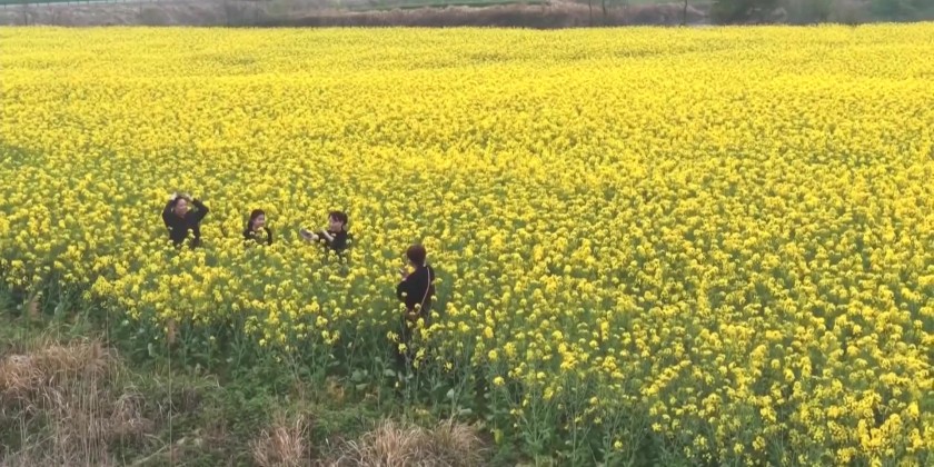 Springtime flower-viewing tours emerged as a major attraction | Myanmar ...
