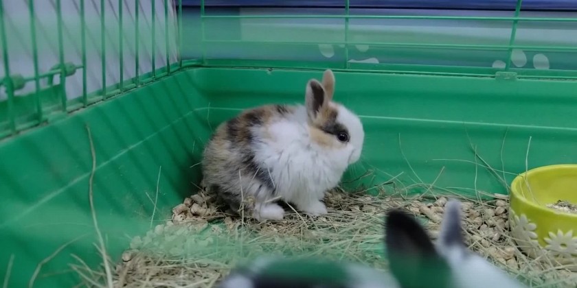 Rabbit boom 2023:' Russians buy rabbits for New Year's Eve | Myanmar ...