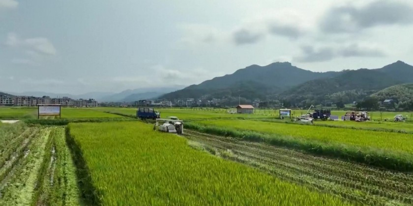China’s ratoon rice technology boosts yields, food security in Malaysia ...