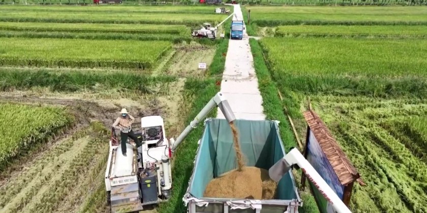 China’s ratoon rice technology boosts yields, food security in Malaysia ...