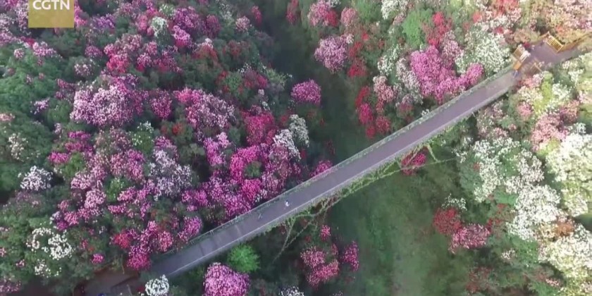 Spring plum blossoms at ancient town draw visitors in Guizhou | Myanmar ...