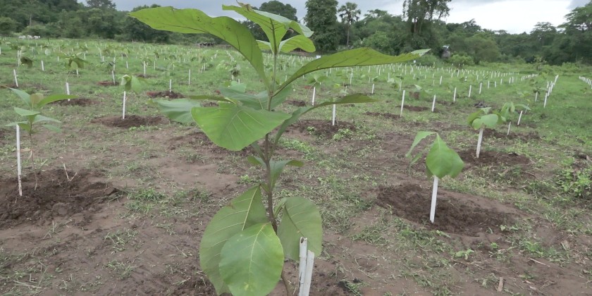 Environmental Conservation: MOPF holds 2025 Monsoon Tree Planting ...