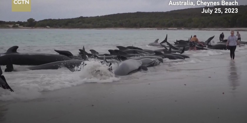 Nearly 100 pilot whales stranded on Australian beach | Myanmar ...