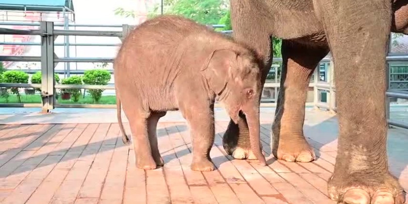 Elefante Jaipur Baby - F368