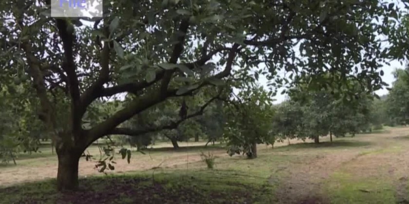Avocado production: Over 4,000 tons of avocados exported in this FY ...