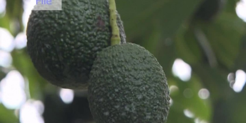 Avocado production: Over 4,000 tons of avocados exported in this FY ...