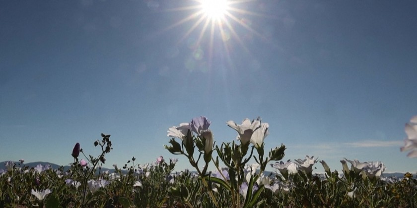 Chile's Atacama Desert fills with flowers in spring | Myanmar ...
