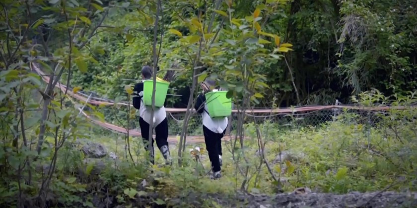 Giant pandas wild training | Myanmar International TV